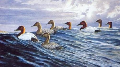 Ron Van Gilder Storm Winds – Canvasbacks – Ducks