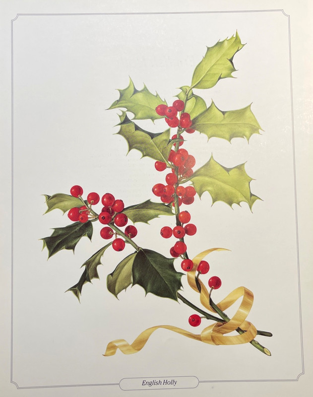 Botanical Print Vintage Color Illustration Plate English Holly