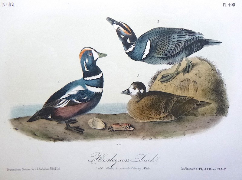 Audubon 3rd ed Octavo HARLEQUIN DUCK The Birds of America 1859 original