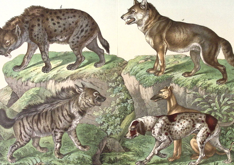 c1890s GERMAN Bookplate Lithograph Spotted Hyena Greyhound Wolf Striped Hyena