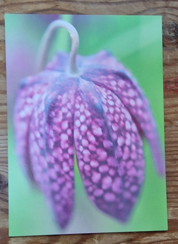 Two Pictures Flowers Prints Postcards 7 x 5 inches (great in a picture frame) gallery