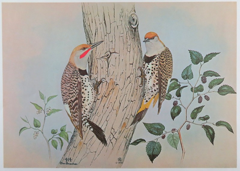 Rex Brasher Bird Print, Gilded Flicker, 16x12 in.