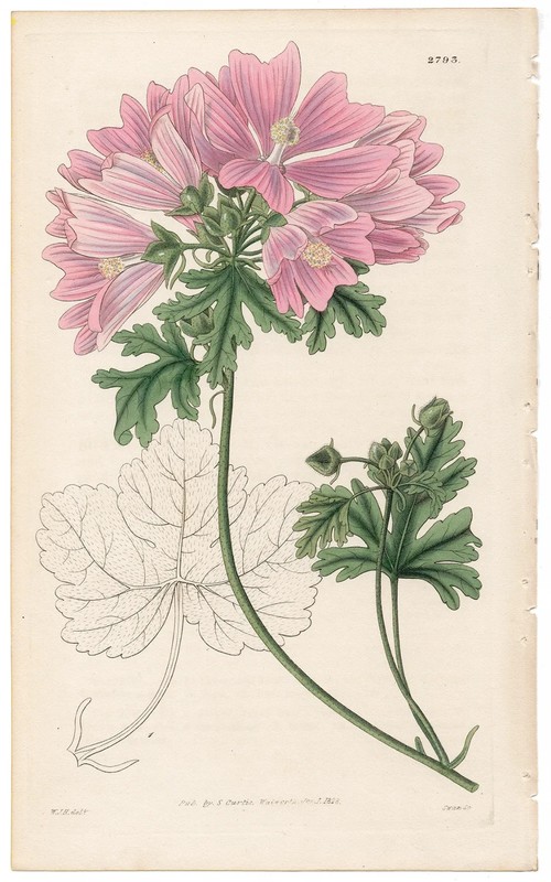 Curtis Botanical Magazine 1827 hand-colored engraving 2793 Vervain Mallow