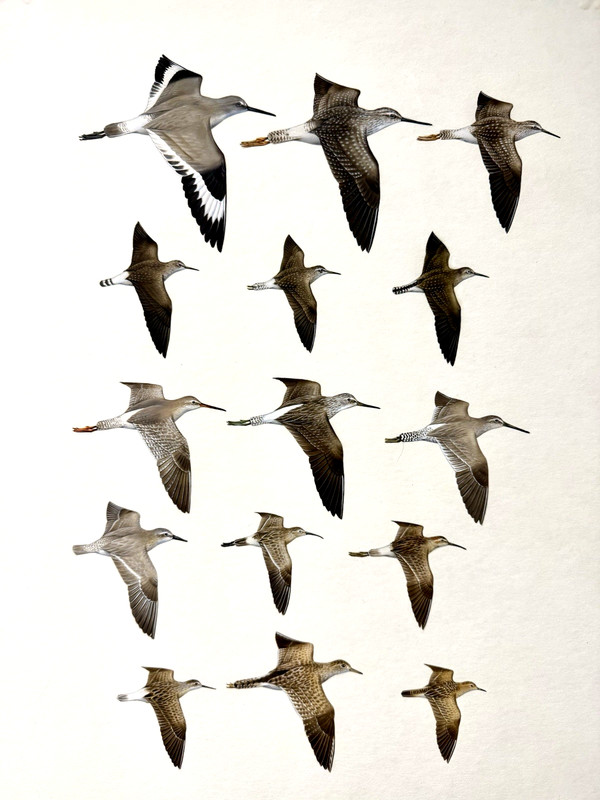 Daniel Smith Original Shorebird Art Painting/Plate for National Geo. Field Guide