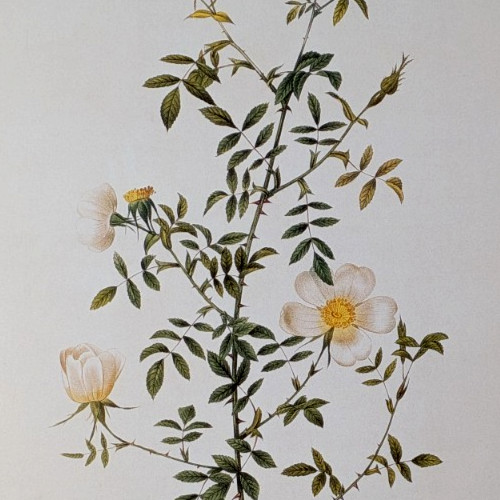 P J Redouté GRASSLAND ROSE Botanical Flower Art Book Plate Illustration 167