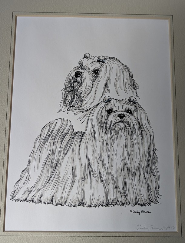Cindy Farmer Maltese Series Numbered Pen &Ink Signed Print 8"x6" matted 12"x 9" gallery