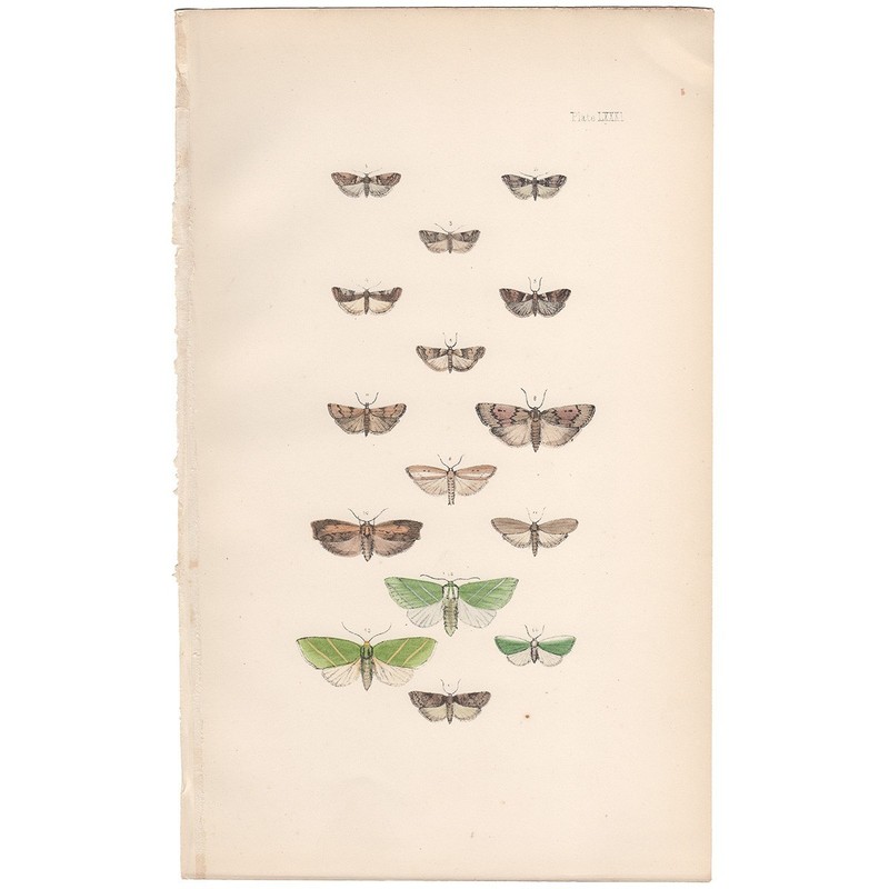 Morris 1872 antique moth print hand-colored lithograph 81 Rodophaea Moth
