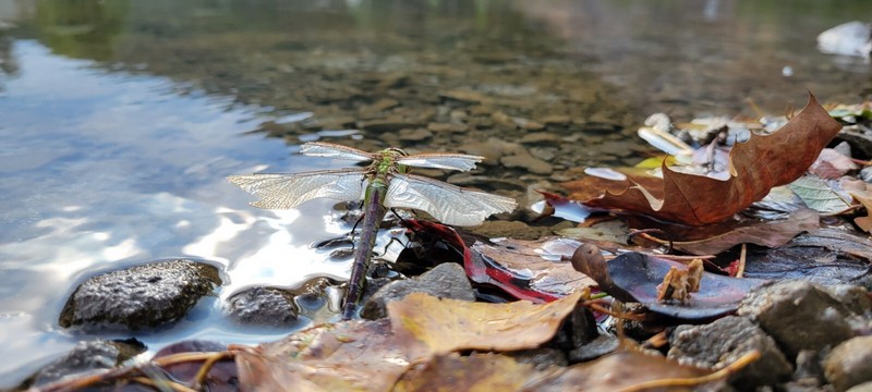 Last Dance II Framed ~ Dragonfly Ocoee River Tennessee Fall Photography ~ 30×20