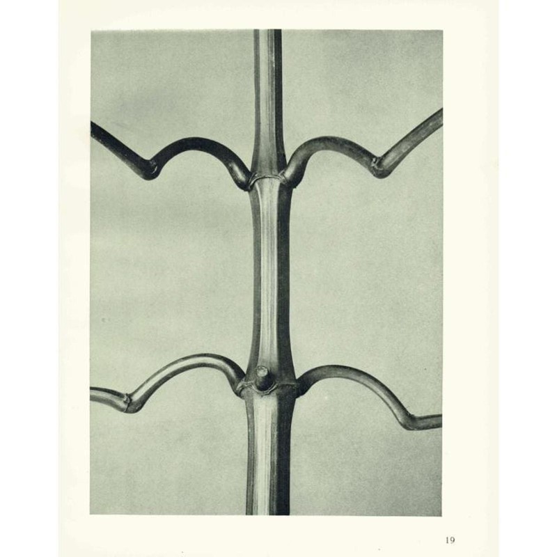 1929 INDIAN BALSAM Print – Karl Blossfeldt – Plant Flower Tree – 9.5 x 12 Inches