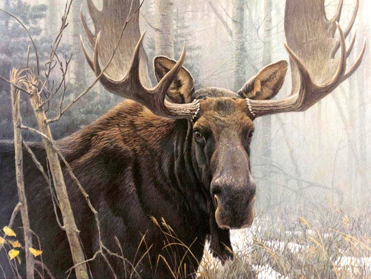 Bateman Robert BULL MOOSE Signed And Numbered # 37/950