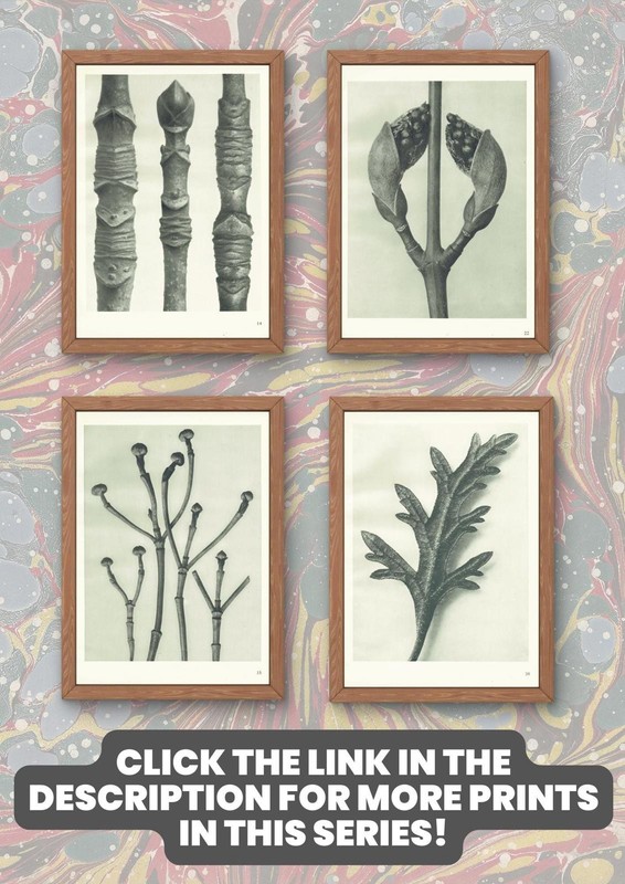 1929 FLOWERING ASH & DOGWOOD Print - Karl Blossfeldt - Plant - 9.5 x 12 Inches gallery