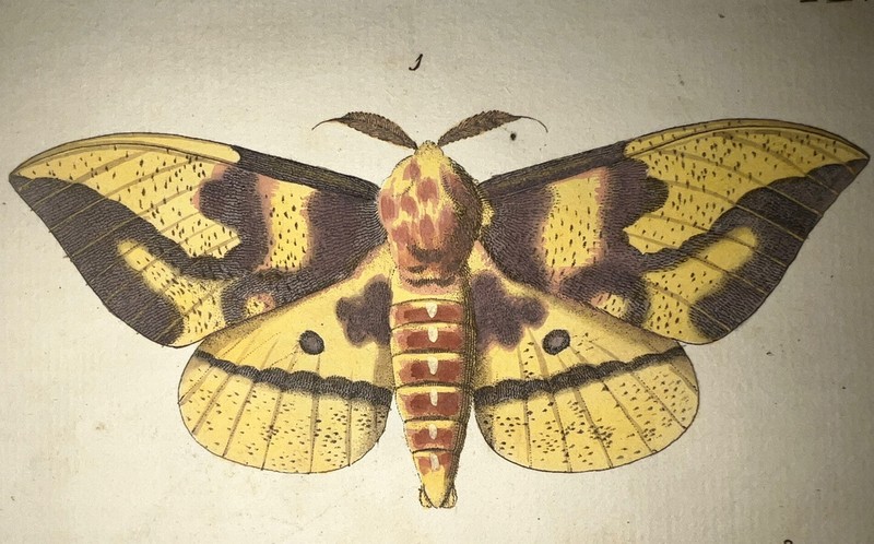 1770 Dru Drury Extremely Rare Hand Colored Tropical Insect Butterflies Moths #9