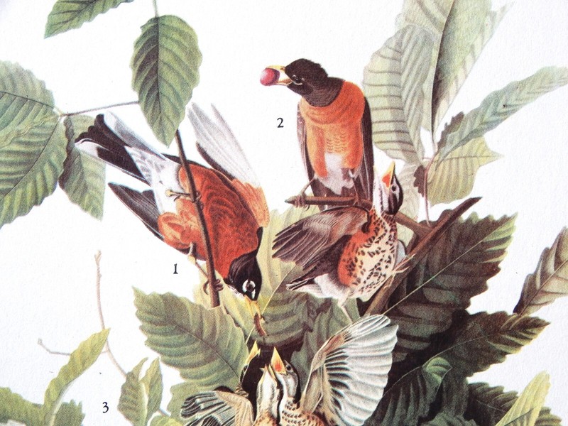 Audubon ROBIN, Birds of America 1942 illustration 131, vintage art print