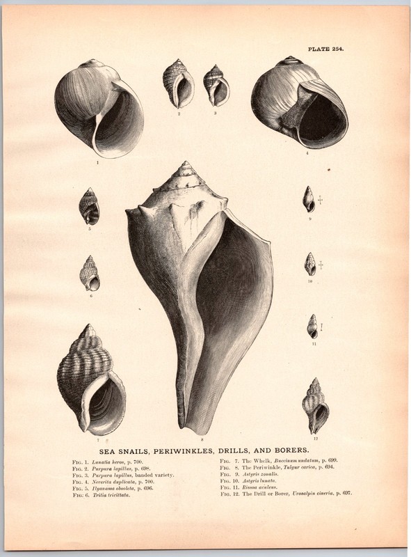 1884 Fish Print, Sea Snails, Periwinkles, Drills, Shells, Borers, Vintage Print