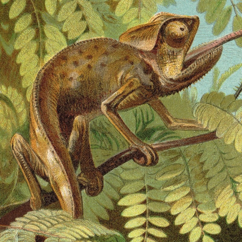 Chameleon 🦎 Print Antique Chromo Lithograph Print 1898 Lizard Geckos gallery