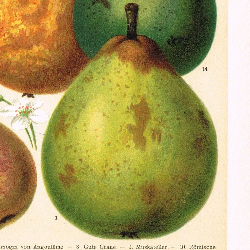 PEARS Pyrus Antique Print 1890 Original Lithography 19 century Kitchen Wall Art gallery