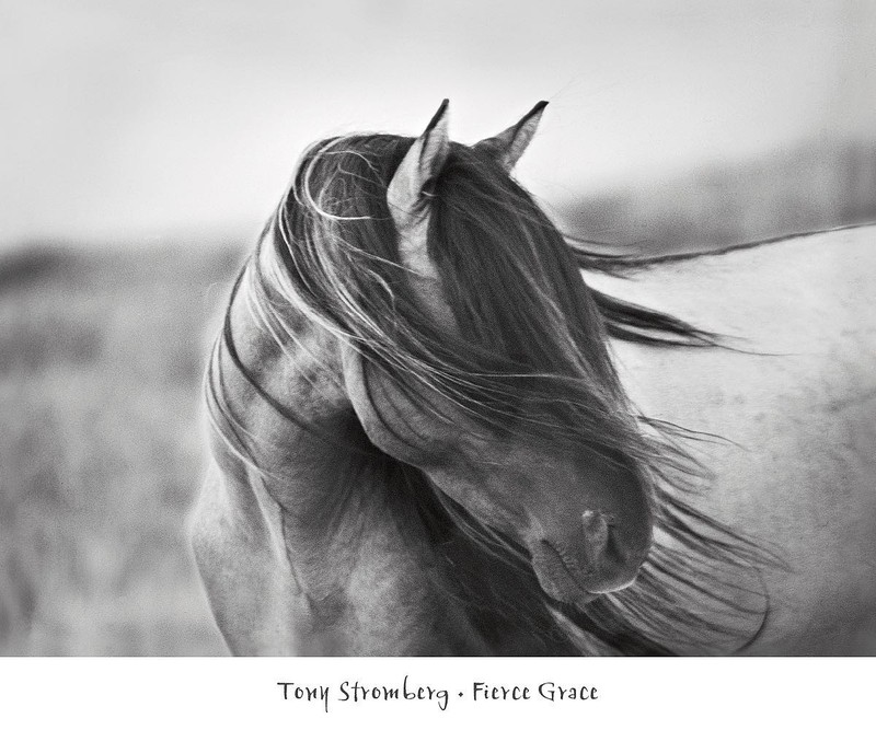 Fierce Grace Art Print by Tony Stromberg 24 x 20″ Paper Size New Unframed