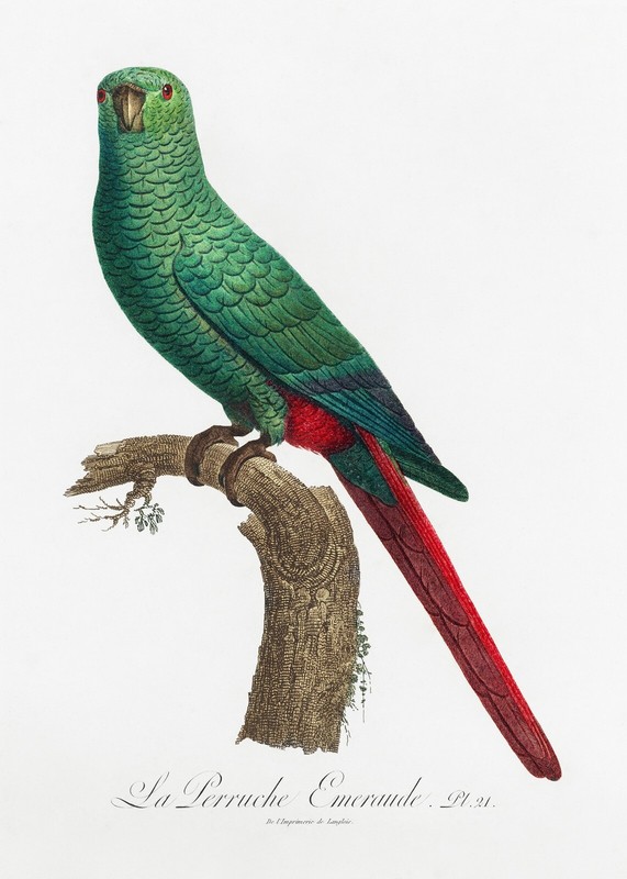 Plate No. 21 Emerald Parakeet History of Parrots by Francois Levaillant Repro