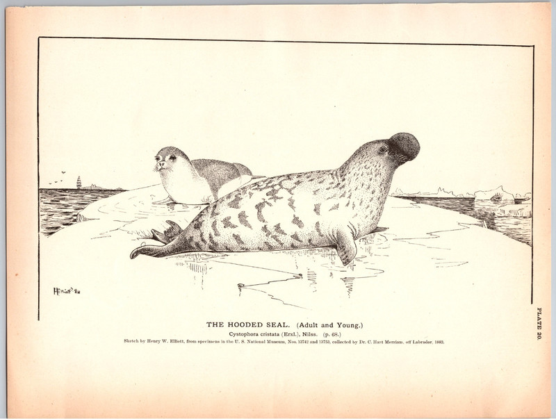 1884 Seal Print, Hooded Seal, Young, Adult, Sunbathing, Vintage Print