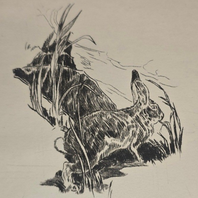 Rabbit Hare Woods Outdoor Nature probably by artist Menzo Van Esveldt