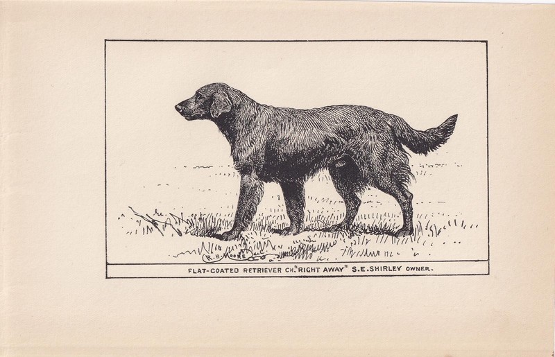 1900 FLAT-COATED RETRIEVER Print – Antique – R. H. Moore – 8.6 x 5.6 Inches
