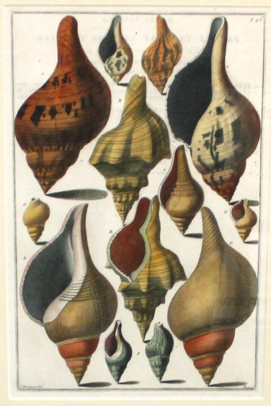 Original 1742 Italian Shells Conchology Print Framed Tavola 46 Menabuoni - Pazzi gallery