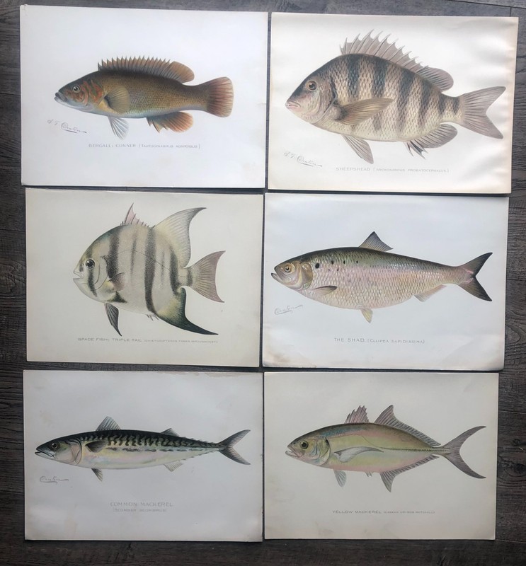 6 Antique Fish Prints: Mackerel Shad Sheepshead Cunner by Denton 1896-1907