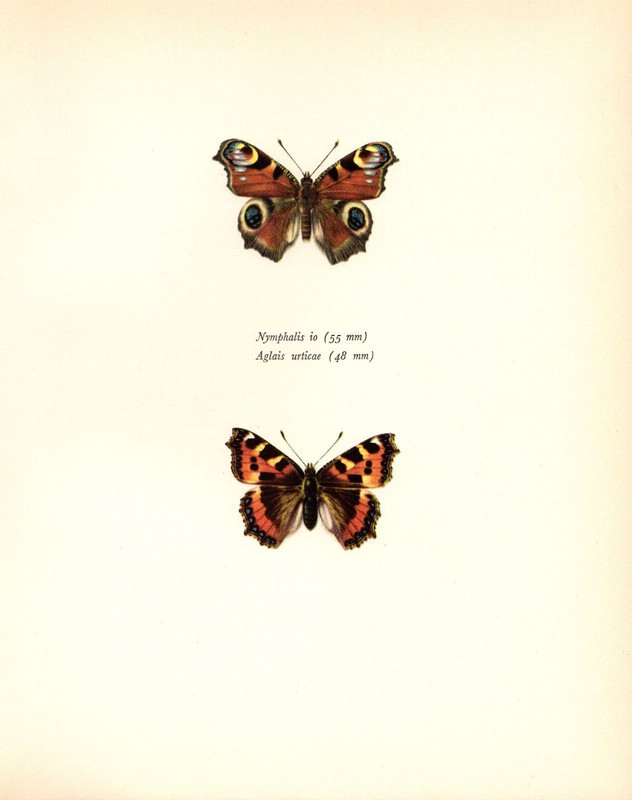 1963 Vintage PROCHAZKA BUTTERFLY «PEACOCK & TORTOISE SHELL» WOW COLOR Lithograph
