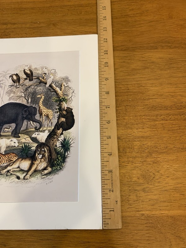 Oliver Goldsmith Vintage Art Print Of ‘Animal Kingdom. Pre-owned gallery