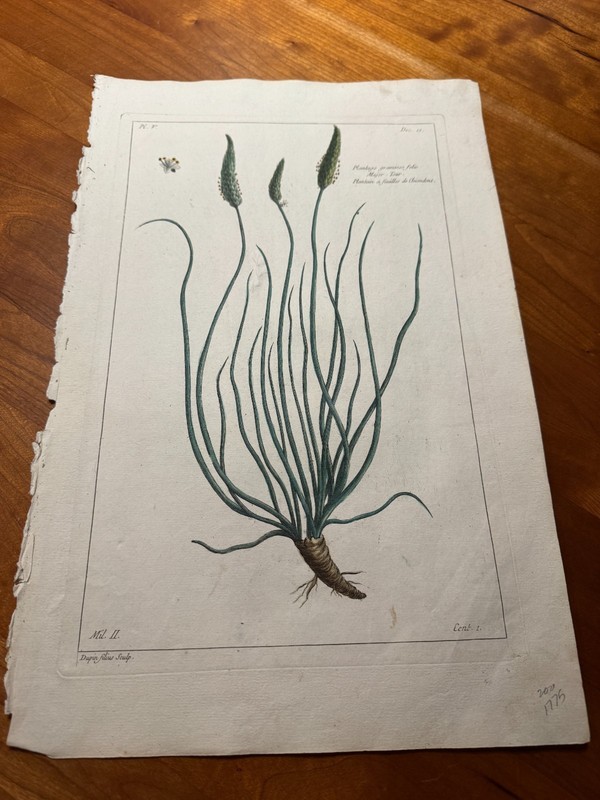 RARE! Plate 5 Dec 10 Large Hand Colored Print Rumpf Herbarium Amboinense 1750