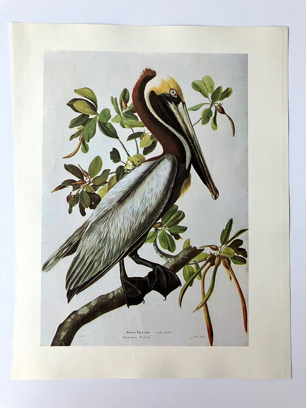 Vintage John James Audubon Matted Print, 1966: Brown Pelican gallery