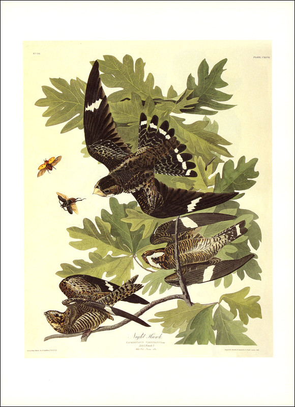 1997 Vintage Print Night Hawk Bird Tree Branch Art Illustration Image Audubon