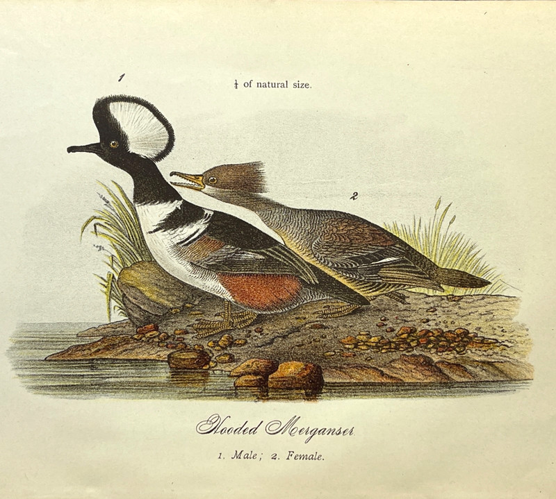 Antique Audubon Bird Print 1800s Zoological Color Plate Hooded Merganser