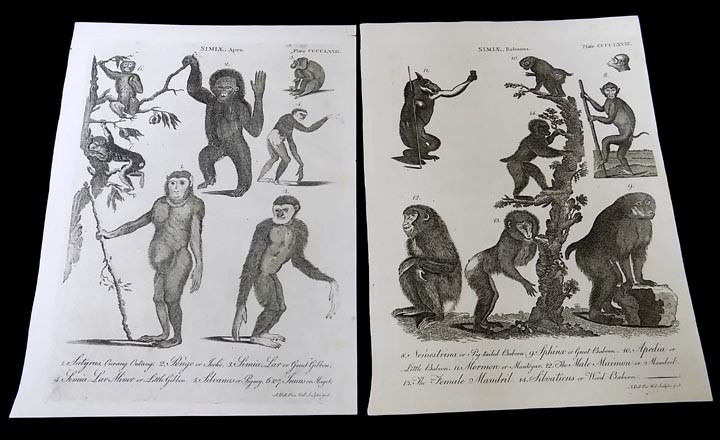 2 Antique Book Plates Ape & Baboon Monkey Species Andrew Bell 1726-1809