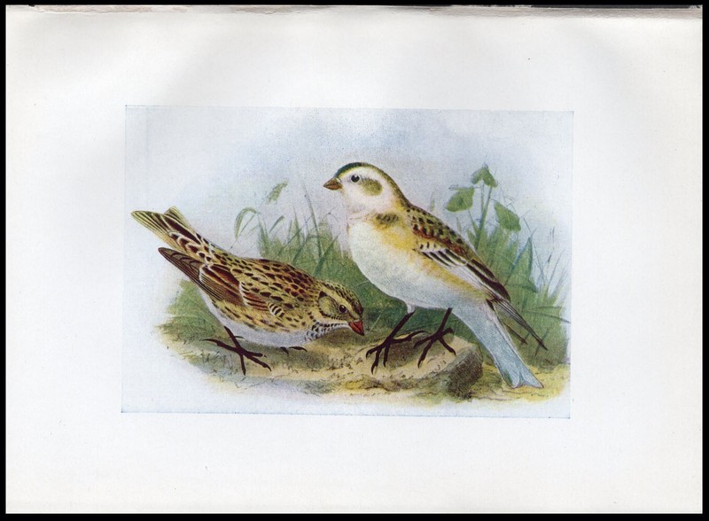 1917 H.E. Dresser Birds of Britain Original Antique Bird Print Snow Bunting etc gallery