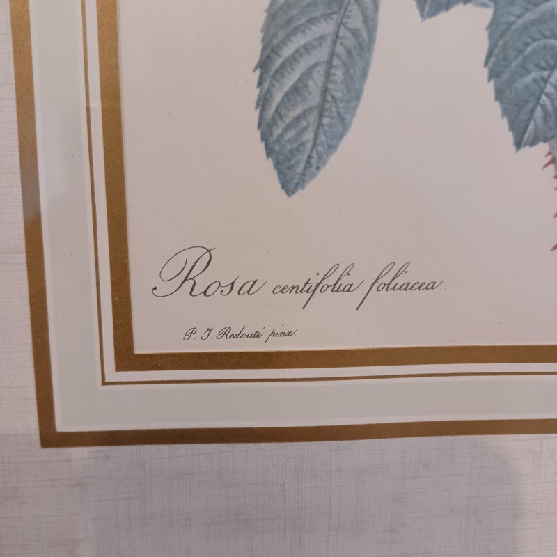 Vintage P J Redoute Floral Botanical Prints Rosa Pumila Painted Wood Frame Glass gallery
