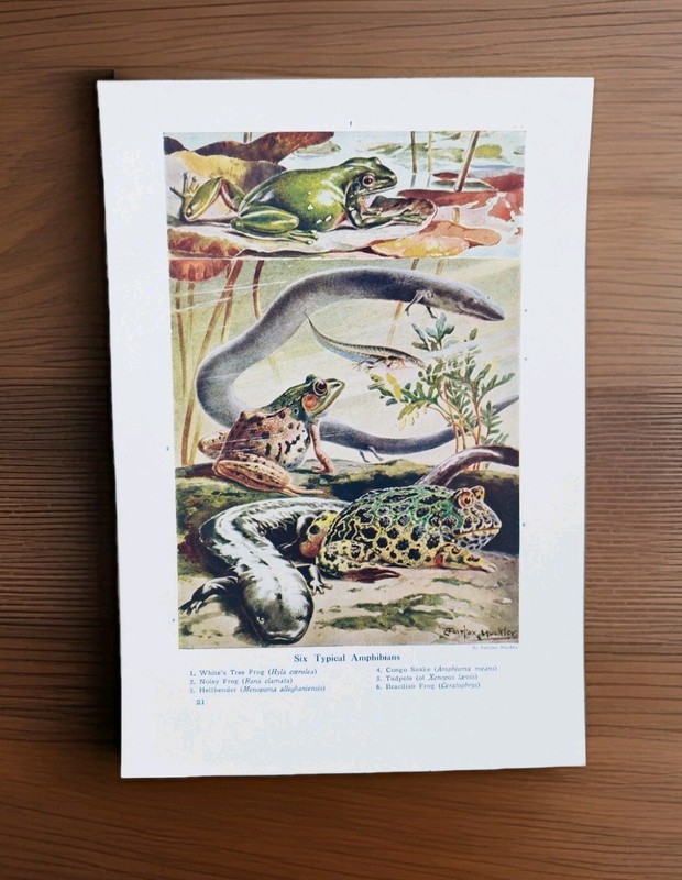 Antique 1915 Amphibians Reptiles Frogs Salamander Book Print Picture Lithograph