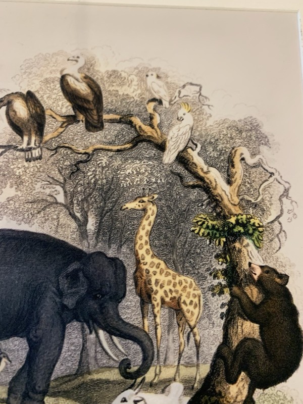 Oliver Goldsmith Vintage Art Print Of ‘Animal Kingdom. Pre-owned gallery