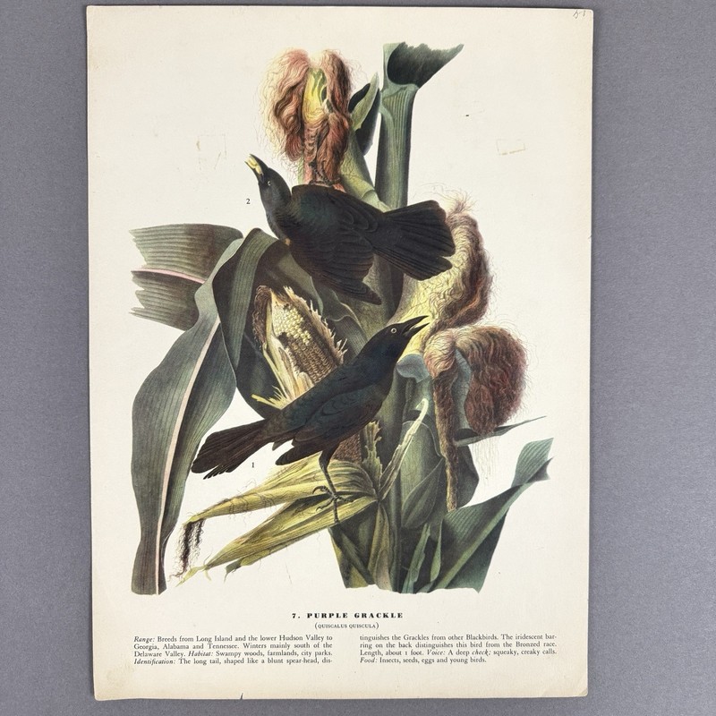 Vintage Bird Print Lot | 10 Audubon Style Plates Passenger Pigeon Crane gallery