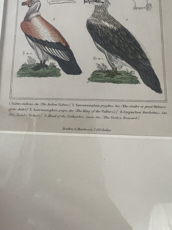 HAND COLORED STEEL ENGRAVING THE ANIMAL KINGDOM BARON CUVIER LONDON ca 1837 gallery
