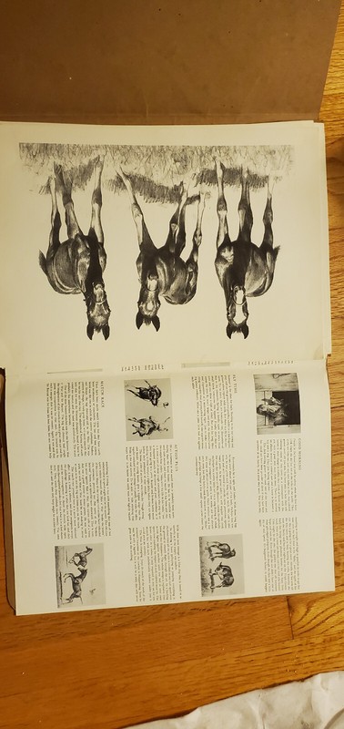C.W. Anderson vintage bred to run horse prints 1960 gallery
