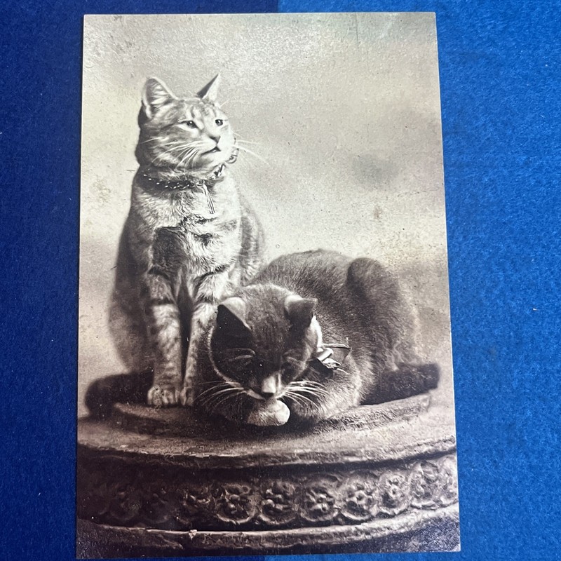 “CATS” “Two Cats” “CLEANING PAW and LOOKING Around” CAT ART PHOTO PRINT KITTENS gallery