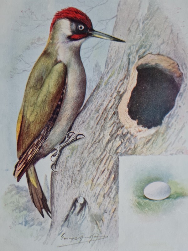 Antique 1910 print - Green Woodpecker - Birds - Ornithology - George Rankin gallery