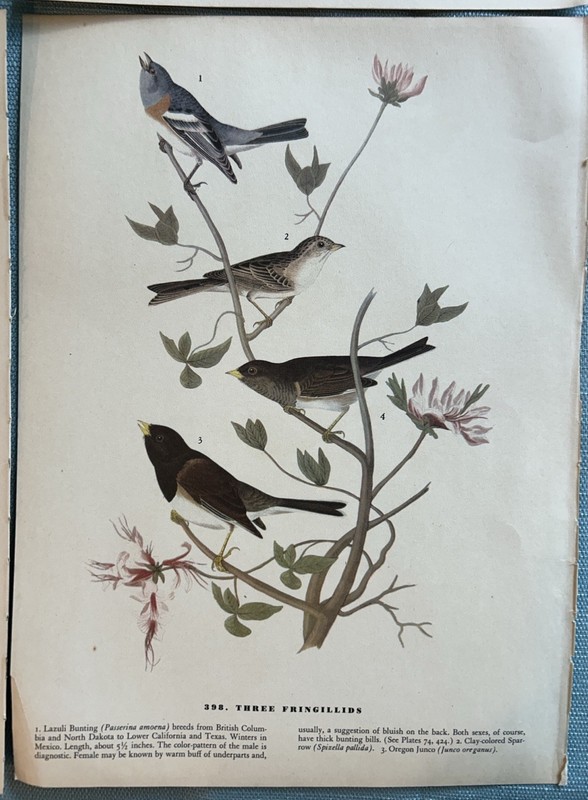 Vintage Audubon Birds of America Book Plates LOT of 6 Mixed Birds Pages 12 x 9 gallery