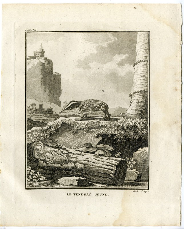 Antique Print-YOUNG TENREC-TENDRAC JEUNE-Hulk-Buffon-1801
