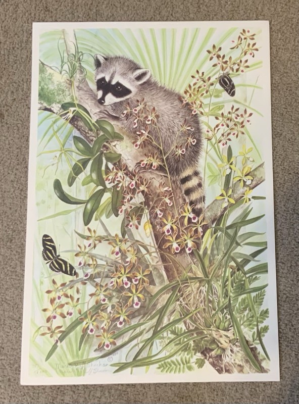 Vintage Marion Ruff Sheehan signed 1984 Lithograph 351/1000 orchids/raccoon