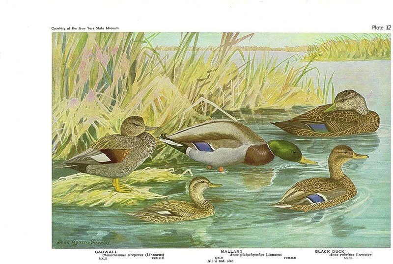 1936 Vintage FUERTES BIRDS #12 «DUCKS MALLARD, BLACK» Color Art Plate Lithograph