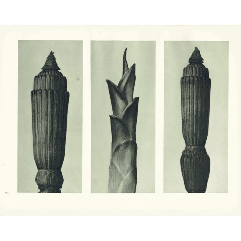 1929 WINTER HORSETAIL Print – Karl Blossfeldt – Plant Flower – 9.5 x 12 Inches