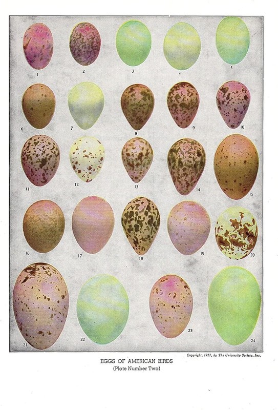 1936 Vintage FUERTES BIRD EGGS #2 «HERON, IBIS» 24 EGGS Color Birds Lithograph