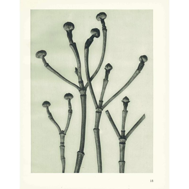 1929 FLOWERING DOGWOOD SHOOTS Print – Karl Blossfeldt – Plant – 9.5 x 12 Inches